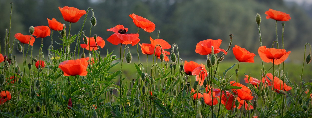 Poppy Fields